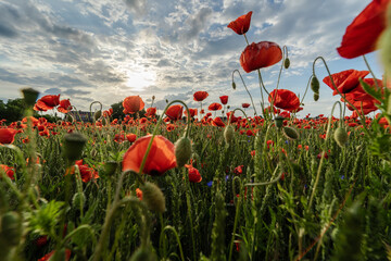 Beautiful flowering field with red poppies.