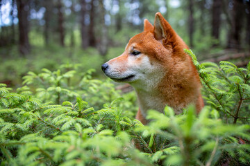 Naklejka na ściany i meble Shiba inu puppy in the forest.
