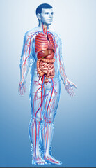 3d rendered medically accurate illustration of male Internal organs and circulatory system