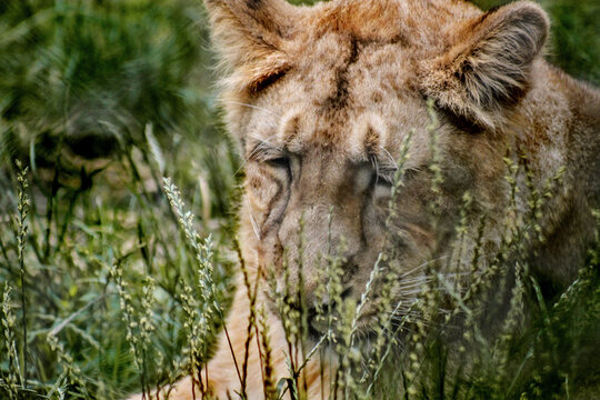 Lion In The Wild Sad Lion