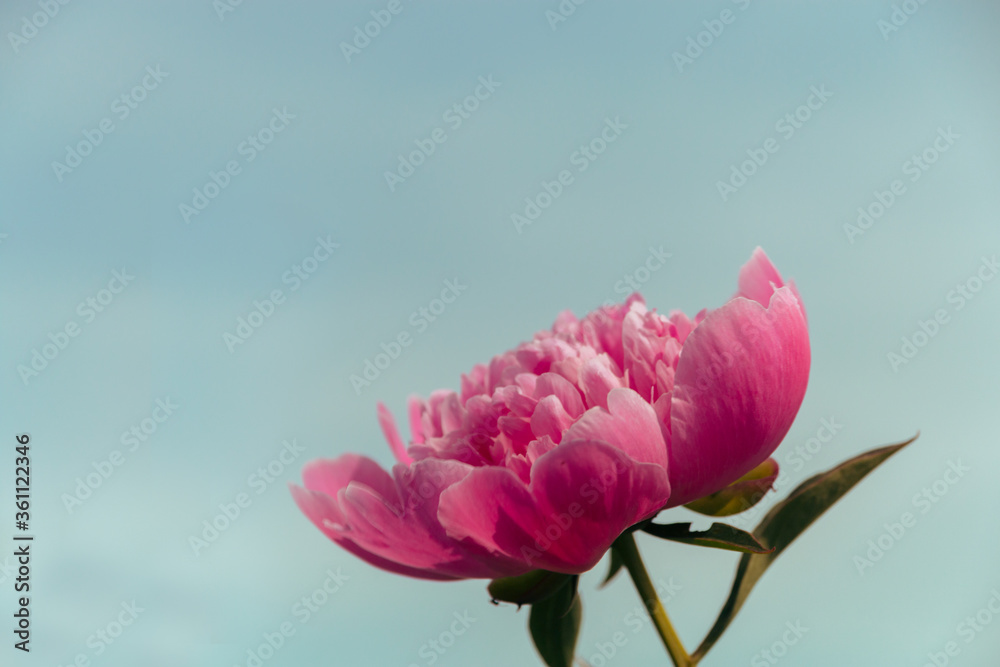 Wall mural pink peony in the garden. blooming pink peony. close-up of a beautiful pink peony flower. layout of 