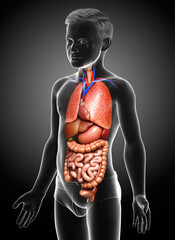 3d rendered medically accurate illustration of boy Internal organs