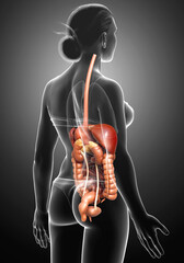 3d rendered medically accurate illustration of female Digestive System
