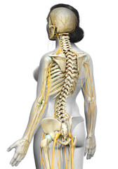 3d rendered medically accurate illustration ofa female nervous system and skeleton system