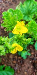yellow flower in the garden