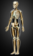 3d rendered medically accurate illustration of the nervous system and skeleton system