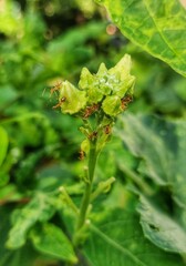 caterpillar on leaf