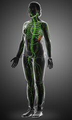 3d rendered medically accurate illustration of a female lymphatic system