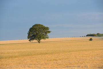 Baum im Getreidefeld mit Weinbergen im Hintergrund