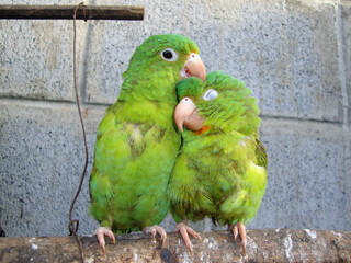 Pareja de pericos acical&aacute;ndose, pared de fondo.