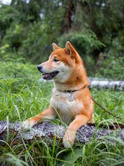 Shiba inu puppy in the forest.