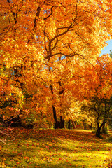 Autumn. Fall scene. Countryside landscape with red and yellow maple leaves, trees and meadow. .