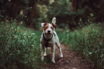 Parson Russell Terrier in Dark Rainy Forest
