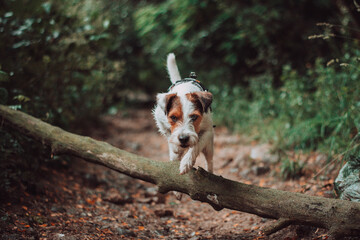 Parson Russell Terrier in Dark Rainy Forest