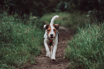 Parson Russell Terrier in Dark Rainy Forest
