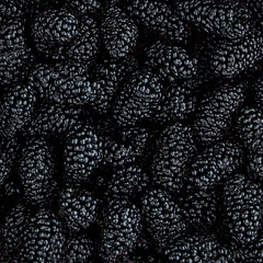 Mulberry background. Mulberry summer fruit close up. Fresh Mulberrys top view. Black Berries Backdrop