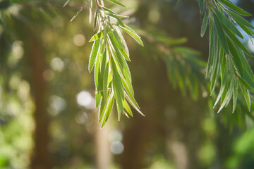 Leaves of a willow tree with sunlight