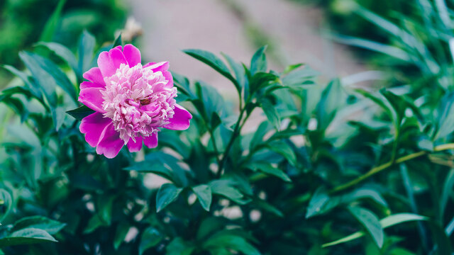 Close up of bush of peony. Beautiful pink flower with green leaves. Concept of nature background.