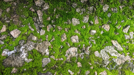 moss on the stone