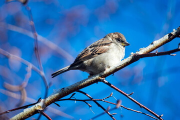 Fototapeta premium Female Purple Finch (Carpodacus purpureus) perched with a blue background