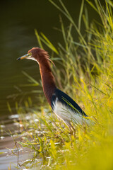 chinese pond heron in wetland
