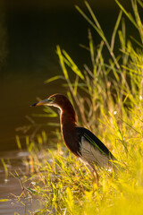 chinese pond heron in wetland