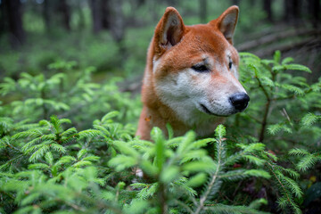 Shiba inu puppy in the forest.