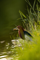 chinese pond heron in wetland