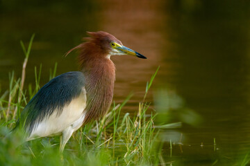 chinese pond heron in wetland