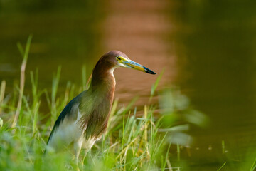 chinese pond heron in wetland