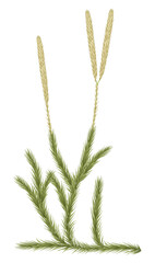 Clubmoss or Lycopodium