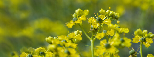 Blooming common rue or herb-of-grace (Ruta graveolens) with yellow flowers against a green blurry background, panoramic format, copy space, selected focus