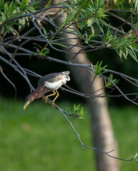 chinese pond heron on trees