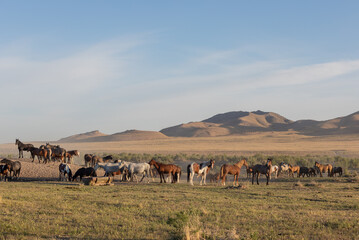 Obraz premium Herd of Wild Horses in the Utah Desert