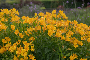 Summer Flowering Bright Yellow Lily of the Incas or Peruvian Lily Plants (Alstroemeria aurea) Growing in a Herbaceous Border in a Garden in Rural Devon, England, UK