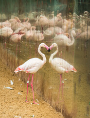 A Greater flamingo (Phoenicopterus roseus) looking at its own reflection at the Bird Park, popular tourist destination near the Iguazu Falls (Foz do Iguacu, Brazil)