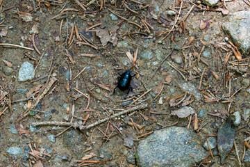 Käfer im Nationalpark