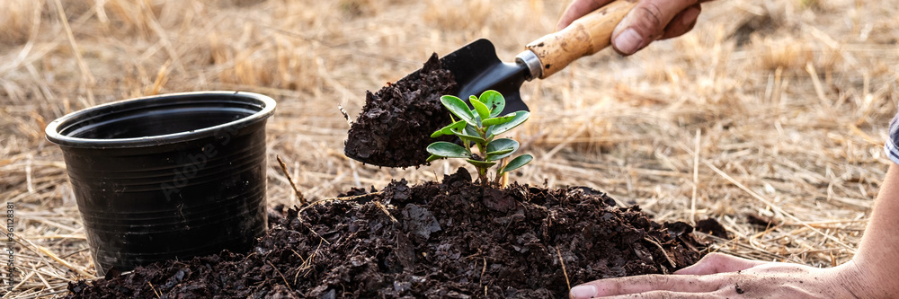 Wall mural Hand of people helping plant seedlings tree to preserve natural environment