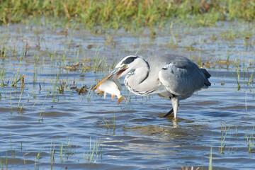 Garza real (Ardea cinerea), con un pez en el pico sobre la laguna.