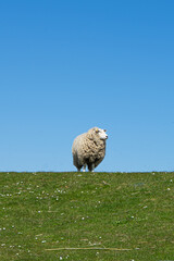 Schaf auf einem Deich