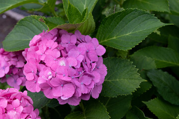 梅雨時の紫陽花
