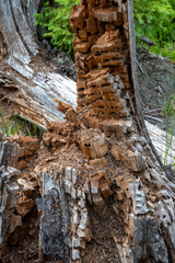 zerfressener Baumstumpf