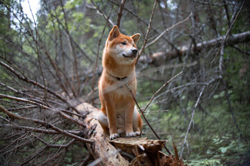 Shiba inu puppy in the forest.
