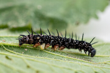 Parasitic wasp larvae emerging from a live peacock butterfly caterpillar