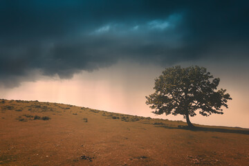 lonely tree against a dramatic sunset sky
