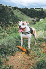 Vertical shot of an American pit bull terrier standing in a beautiful green field during daylight