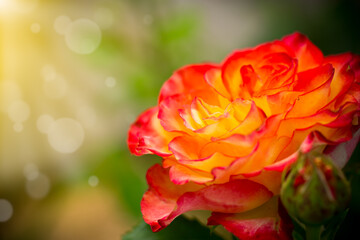 beautiful yellow rose with a red tint