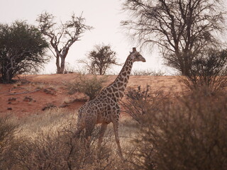 Giraff South Africa
