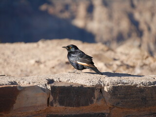Black Bird South Africa