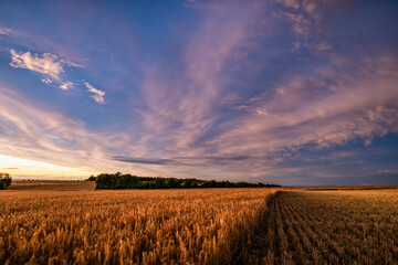 sunset over barley field